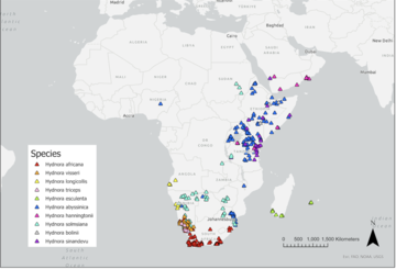 Screenshot 2023 01 06 at 13 45 13 a map showing the known distribution of Hydnora species. Data points are scattered over southern and eastern Africa and parts of the middle east