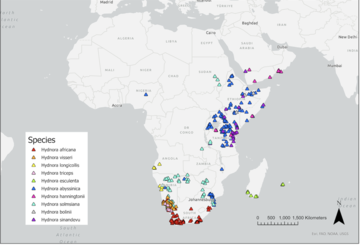  a map showing the known distribution of Hydnora species. Data points are scattered over southern and eastern Africa and parts of the middle east