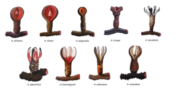  a figure with nine illustrations of nine of the ten known species of Hydnora. Each illustration depicts the fresh flower and rhizome for that species.
