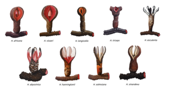 a figure with nine illustrations of nine of the ten known species of Hydnora. Each illustration depicts the fresh flower and rhizome for that species.