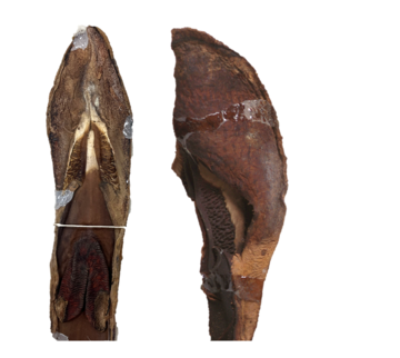 a photograph of two dried petals of the new species Hydnora bolinii. The petals are brown, flattened and rough-textured.