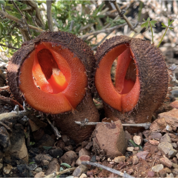 a photograph of a two fresh flowers of Hydnora africana. They are fleshy, red inside and brown outside, and resemble mushrooms bursting through the soil.