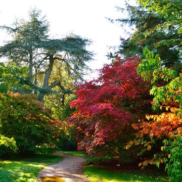 Acer Glade at Harcourt Arboretum 