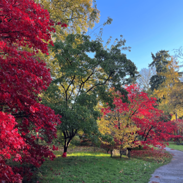 Autumnal image at Harcourt Arboretum