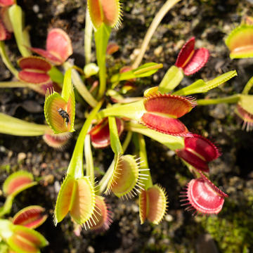 carnivorous plant house venus fly traps
