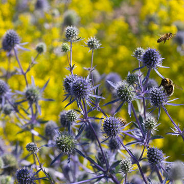 merton borders and bees at oxford botanic garden
