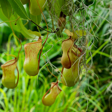 Nepenthes pitcher plants