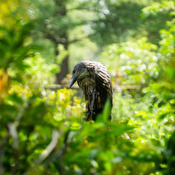 phillip pullman  oxford botanic garden  deamon sculpture  lower garden