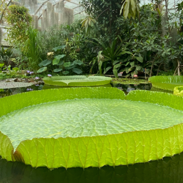 santa cruz waterlily