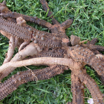 The unearthed warty underground rhizome of Hydnora. a photograph of an unearthed underground Hydnora rhizome. It is brown and warty and quite large, lying on a background of green grass.