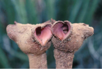 Hydnora hydnora