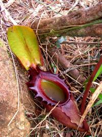 Nepenthes rajah carnivorous pitcher plant