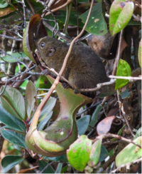 Tree shrew tree shrew