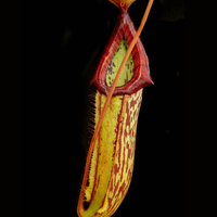 carnivorous pitcher plant science section
