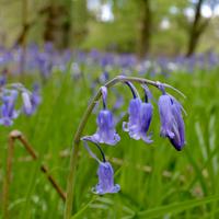Bluebell