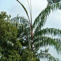Rattan palm hotsell